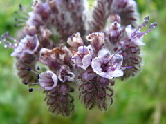 Phacelia hubbyi