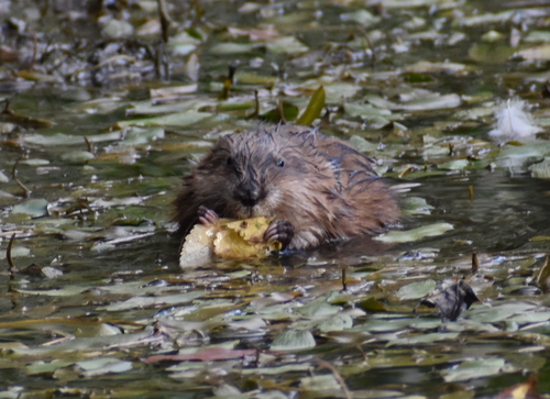 Muskrat