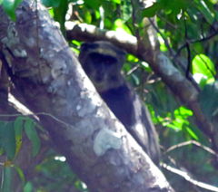 Cercopithecus mitis opisthostictus