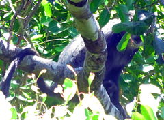 Cercopithecus mitis opisthostictus