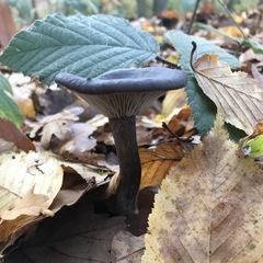 Pseudoclitocybe cyathiformis