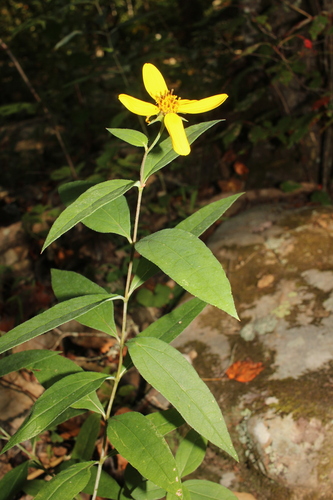 Eggert's Sunflower (Helianthus eggertii)