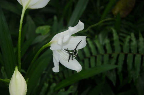 Rattrayii Crinum