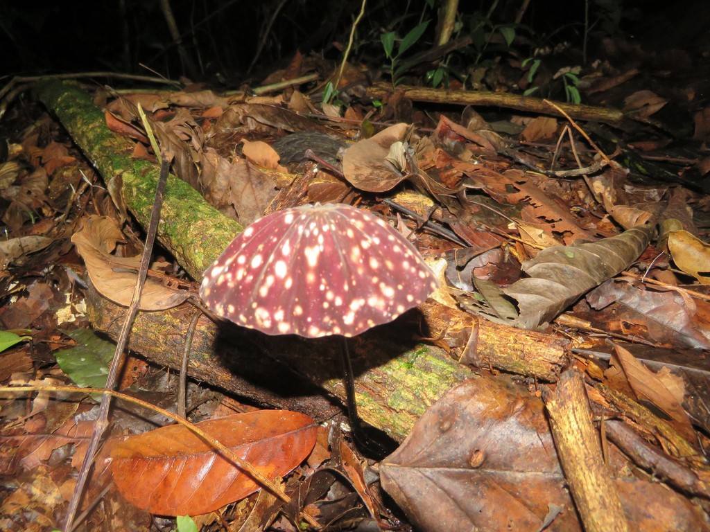 Marasmius amazonicus · November 2019 · photo: © siddantas (iNaturalist, cc-by-sa)