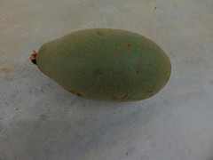 Theobroma subincanum