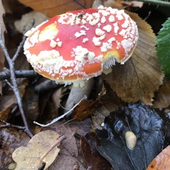 Amanita muscaria
