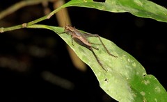 Eneoptera