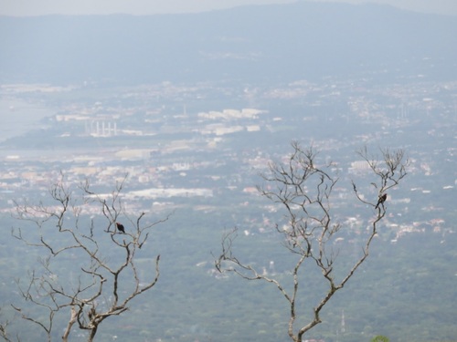 Coleto (Sarcops calvus), photo 10