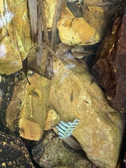 Caridina cantonensis