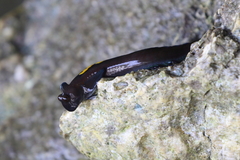Alticus sertatus