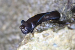 Alticus sertatus