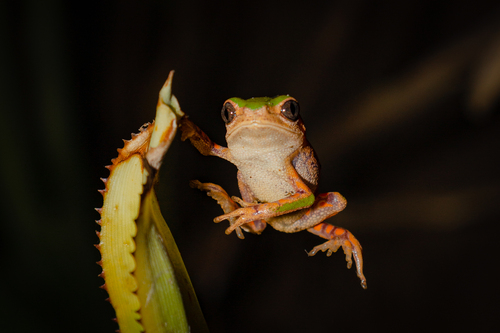 Mertens' Leaf Frog, Pithecopus rohdei