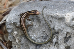 Emoia cyanura