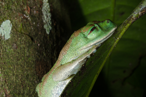Cameroon Forest Tree Frog