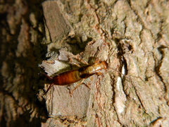 Forficula smyrnensis