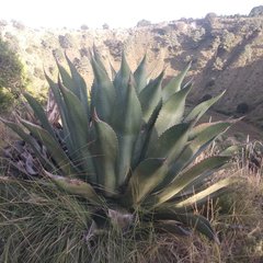 Agave atrovirens