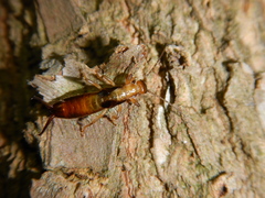 Forficula smyrnensis