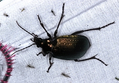 Calosoma schayeri