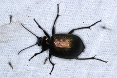 Calosoma schayeri