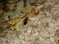 Forficula smyrnensis