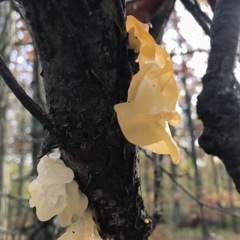 Tremella