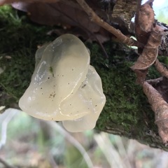 Tremella