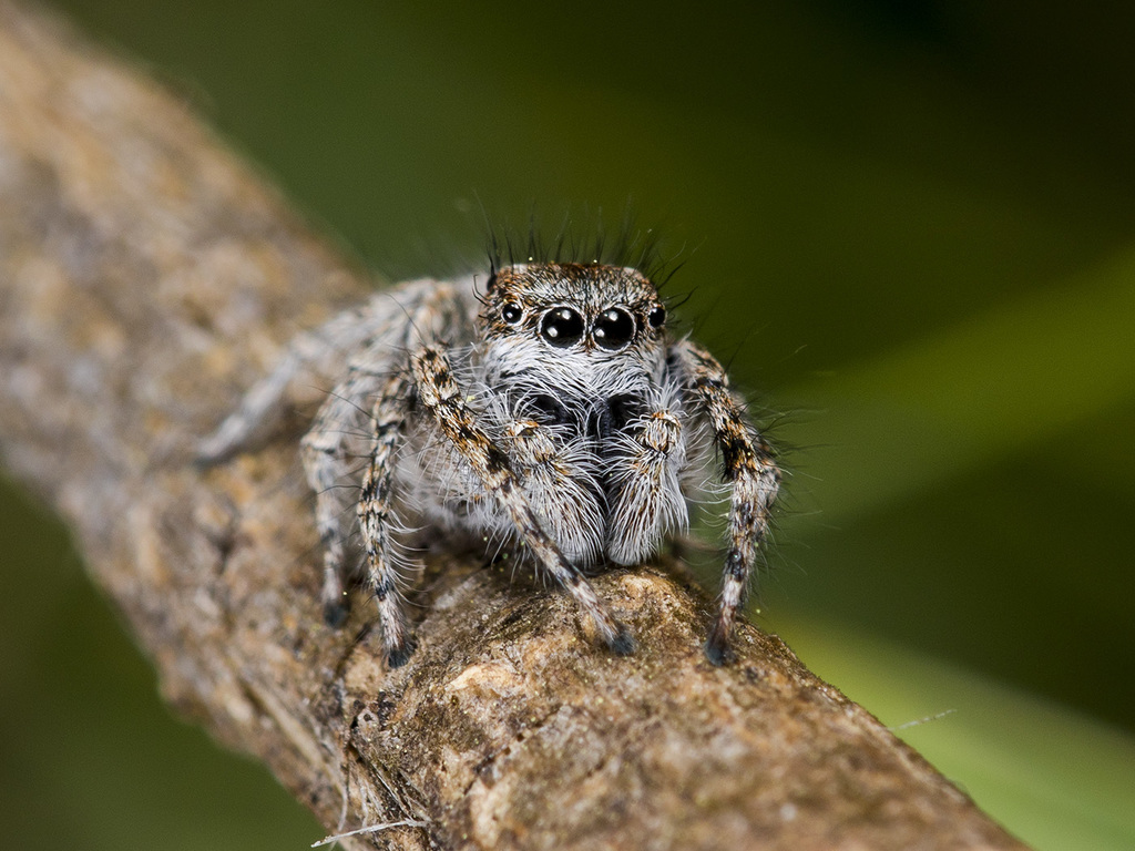 Mogrus larisae