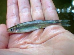 Notropis amoenus