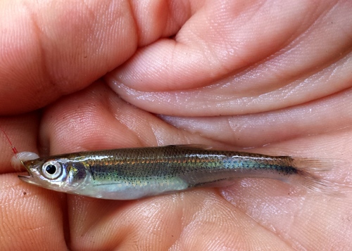Comely shiner (Notropis amoenus) — Cyprinidae — 2