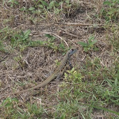 Leiolepis belliana