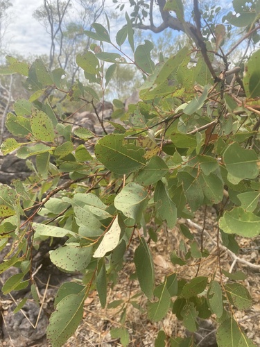 Eucalyptus brachyandra