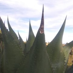 Agave atrovirens