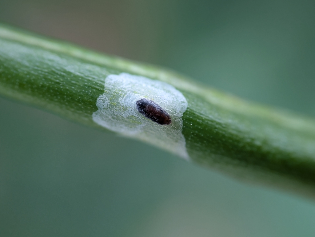 Ophiomyia texana