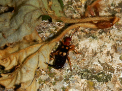 Forficula smyrnensis