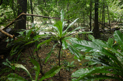 Phyllobotryum spathulatum