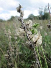 Rhinanthus alectorolophus