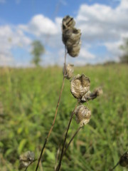 Rhinanthus alectorolophus