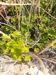 Pseudodictamnus undulatus
