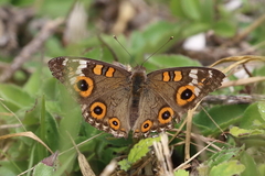 Junonia villida calybe