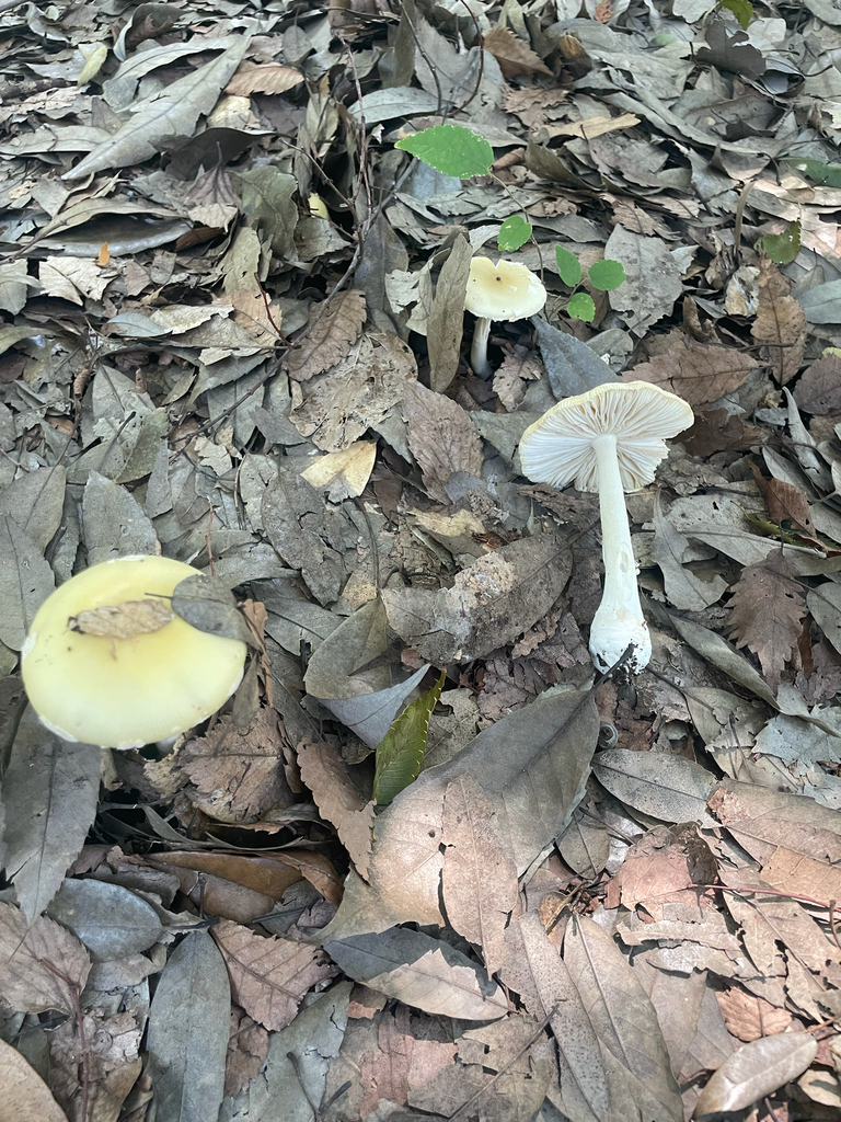 Amanita orientigemmata · September 2025 · photo: © bios_biota (iNaturalist, cc0)