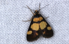 Deuterarcha xanthomela