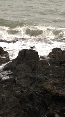 Haematopus ostralegus