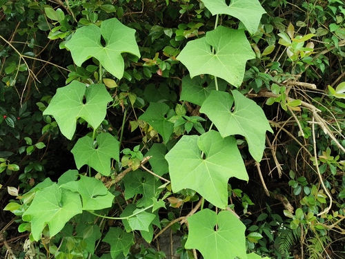 Sicyos edulis