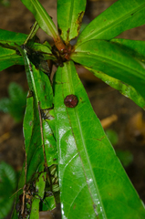 Phyllobotryum spathulatum