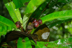 Phyllobotryum spathulatum