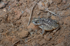 Rio Parahyba Toad photo 2