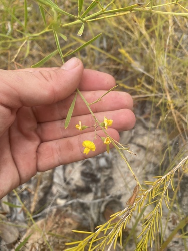 Daviesia reclinata observed 2025-09-12