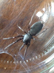Lampona cylindrata