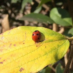 Coccinella septempunctata
