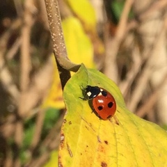 Coccinella septempunctata
